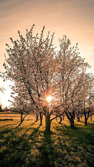 Sun Android, Sunlight, HD phone wallpaper