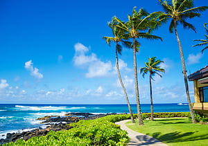 Coconut Palm Tree By The Ocean In Hawaii, Kauai Wall Mural, Coconut Trees, HD wallpaper