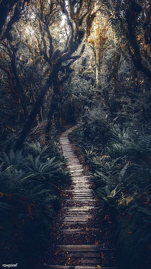 premium of Pathway in New Zealand tropical jungle mobile phone by Luke Stackpoole about iphone dark, iphone , jungle adventure background, new zealand, and background iphone leafs 1234777, Jungle Aesthetic, HD phone wallpaper