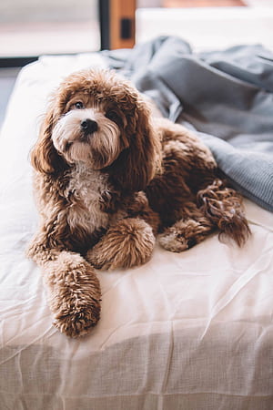 Napping Anytime!”, Cavapoo, HD phone wallpaper