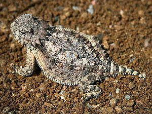 Horned Lizard, HD wallpaper