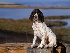Pointer Dog, HD wallpaper