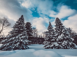 Winter Pine Snow Trees, HD wallpaper