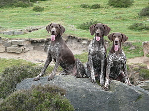 Three German Shorthaired Pointer Dogs Pointer & Background, HD wallpaper