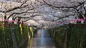 Things nature lovers should do when in Kyoto, Kyoto Spring, HD wallpaper