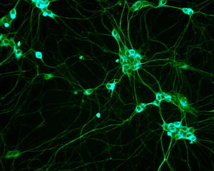 Stem Cell, HD wallpaper