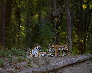 Tiger Safari in Kanha. Sightings at Kanha Tiger Reserve, Kanha National Park, HD wallpaper