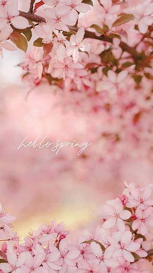 Basic Hello Spring, HD phone wallpaper