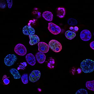 Stem Cell, HD phone wallpaper