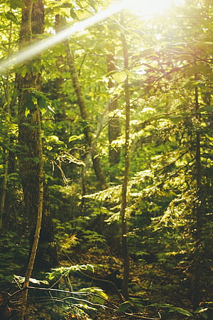 Summer Forest Android, HD phone wallpaper