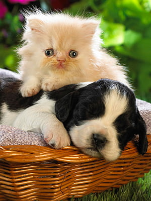 Cute Creatures, HD phone wallpaper