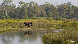 The Most Beautiful National Parks And Wildlife Reserves In Nepal, Chitwan National Park, HD wallpaper