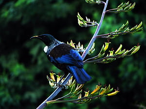 NewZealandTuiOnFlax, New Zealand Birds, HD wallpaper