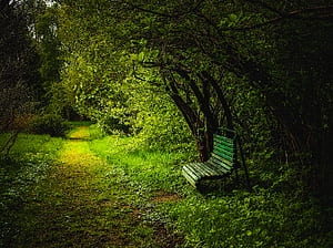 Bench, Forest, Path, HD wallpaper
