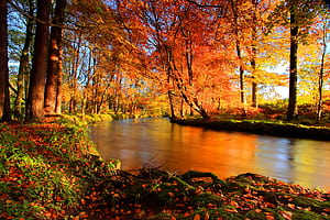 River, , Fall, Forest, HD wallpaper