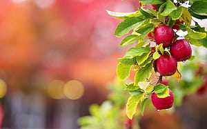 Apple tree, Trees, HD wallpaper