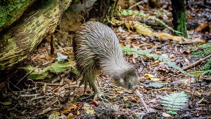 Learn about New Zealand birds and where to see them!, HD wallpaper