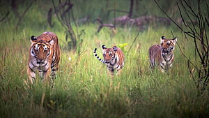 Wildlife graphy Tours & Workshops to Sunderbans National Park, Jim Corbett, HD wallpaper