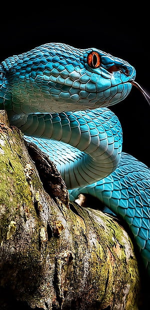 black snake, Black Python, HD phone wallpaper