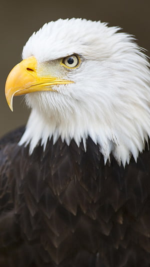 Eagle Mobile, HD phone wallpaper