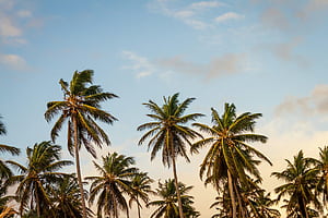 Coconut trees under cloudy sky during daytime, HD wallpaper