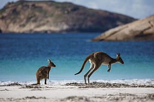 Brown Kangaroo on White Sand During Daytime, Background, Kangaroo Island, HD wallpaper