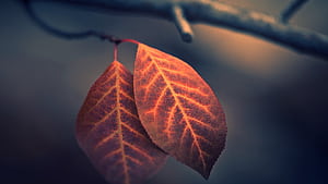 Macro Leaf graphy, macro, leaf, graphy, HD wallpaper