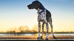 Pointer Dog, HD wallpaper