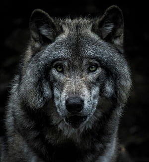 Wolf :, Wolf Motivation, HD phone wallpaper