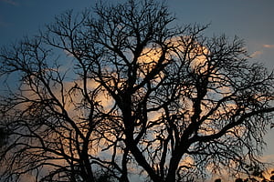 Trees, , Tree, HD wallpaper