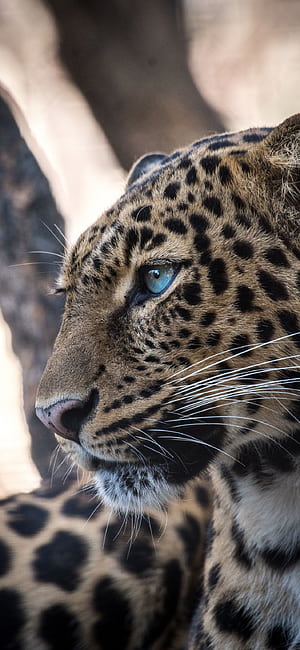 Leopard iPhone, HD phone wallpaper