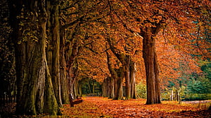 Fall Trees, Fall Theme, HD wallpaper