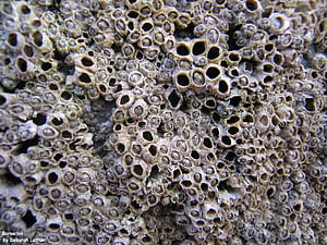 Trypophobia, HD wallpaper