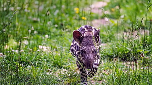 Bing : That s quite a schnoz, baby tapir Gallery, HD wallpaper