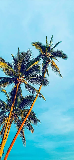 coconut trees under blue sky during daytime iPhone 12, HD phone wallpaper