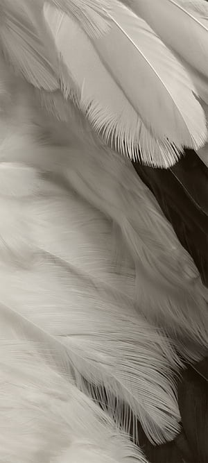 'Feathers' from the Pixel 7 and Pixel 7 Pro, Google Pixel 7, HD phone wallpaper