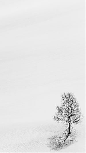 Single Winter Tree, HD phone wallpaper