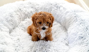 GET NOTIFICATIONS, Cavapoo, HD wallpaper