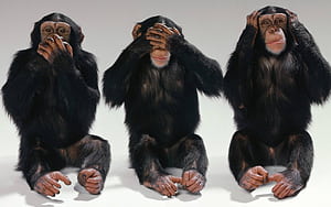 Chimpanzee Hear See Speak No Evil, HD wallpaper