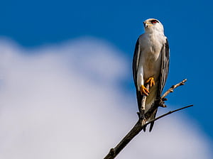 Close Up Of A Black Winged Kite ·, HD wallpaper