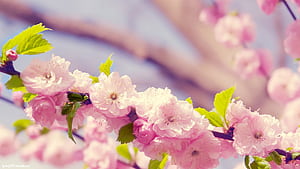Spring Flower Computer, HD wallpaper