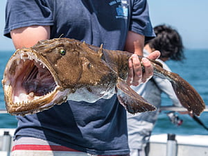 Monkfish Sea's Most Delicious Monster The Water, HD wallpaper