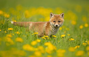 Fox Spring, HD wallpaper