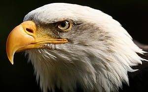 Eagle Head, HD wallpaper