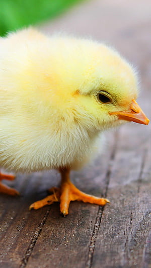 Easter Chick , Android & Background, Chicks, HD phone wallpaper