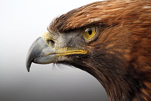 Eagle Head, HD wallpaper