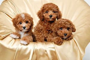 Cavachon, Cavapoo, HD wallpaper