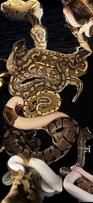 Ball python, Black Python, HD phone wallpaper