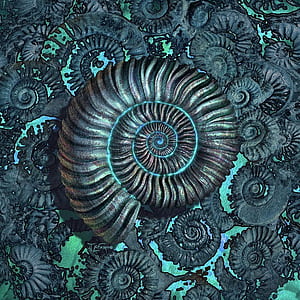 Ammonite, HD phone wallpaper