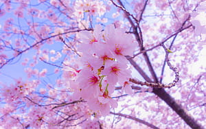sakura, flowers, bloom, spring, pink 16:10 background, 1920X1200 Pink, HD wallpaper